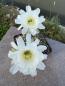 Preview: Echinopsis subdenudata